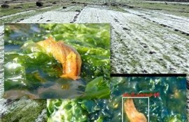 海角社區：探索人工智能的未來方向