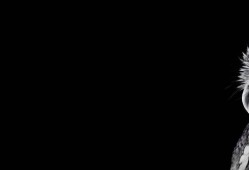 《海角社區服務》：解鎖影視熱點新視角